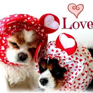 Meet your Posher, Terri